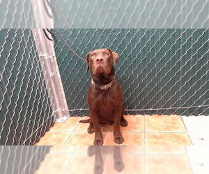 Labrador Retriever-Unknown Mix Dogs for adoption in Downey, CA, USA