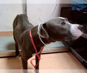 Medium Photo #1 American Pit Bull Terrier Puppy For Sale in Martinez, CA, USA