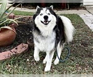 Siberian Husky Dogs for adoption in Houston, TX, USA