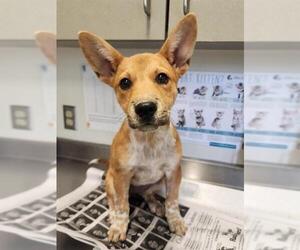 Mutt Dogs for adoption in San Antonio, TX, USA