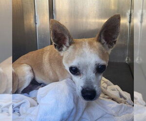 Chihuahua-Unknown Mix Dogs for adoption in San Antonio, TX, USA