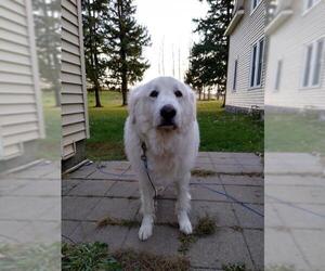 Great Pyrenees Dogs for adoption in Waseca, MN, USA