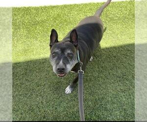 Mutt Dogs for adoption in Las Vegas, NV, USA
