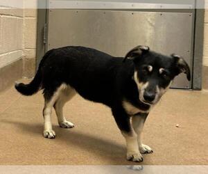 Mutt Dogs for adoption in Martinez, CA, USA