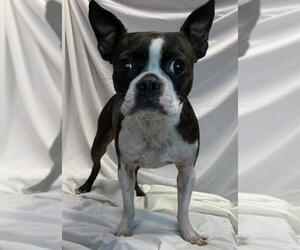Boston Terrier Dogs for adoption in Grafton, WI, USA
