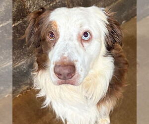 Australian Shepherd Dogs for adoption in Canton, CT, USA