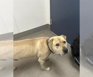 Chinese Shar-Pei-Unknown Mix Dogs for adoption in HESPERIA, CA, USA