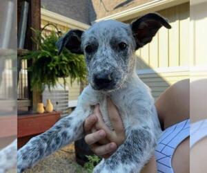 Catahoula Leopard Dog Dogs for adoption in Potomac, MD, USA