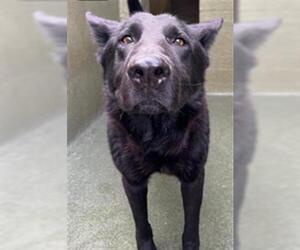German Shepherd Dog-Unknown Mix Dogs for adoption in Downey, CA, USA