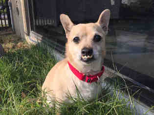 Chihuahua Dogs for adoption in Santa Clara, CA, USA