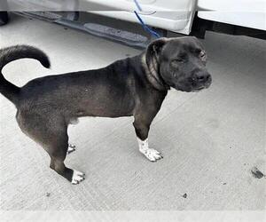 Akita-Unknown Mix Dogs for adoption in Houston, TX, USA