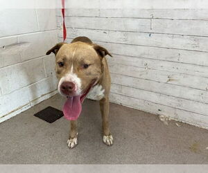 American Pit Bull Terrier-Unknown Mix Dogs for adoption in San Bernardino, CA, USA