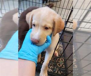 Labrador Retriever Dogs for adoption in San Antonio, TX, USA