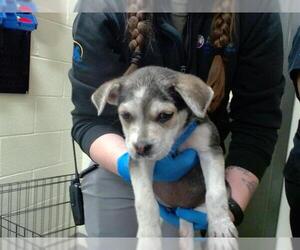 American Pit Bull Terrier Dogs for adoption in Denver, CO, USA