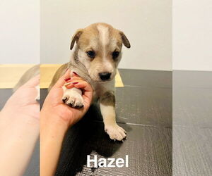 Mutt Dogs for adoption in Amarillo, TX, USA