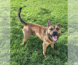 Mutt Dogs for adoption in Evansville, IN, USA