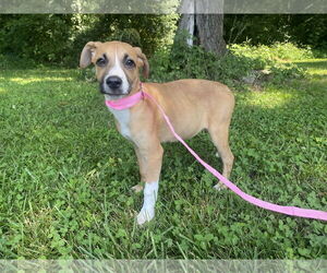 Mountain Cur-Unknown Mix Dogs for adoption in Sparta, TN, USA