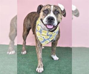 American Pit Bull Terrier Dogs for adoption in Bakersfield, CA, USA