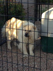 Medium Photo #1 Chow Chow Puppy For Sale in Ventura, CA, USA