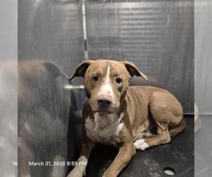 American Staffordshire Terrier-Unknown Mix Dogs for adoption in San Antonio, TX, USA