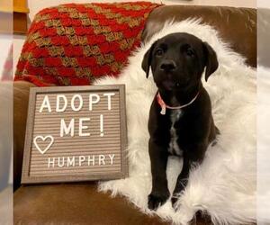 Mutt Dogs for adoption in Diamondville, WY, USA