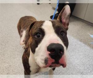 Bullypit Dogs for adoption in Houston, TX, USA