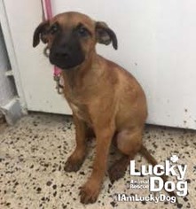 Medium Photo #1 Mutt Puppy For Sale in Washington, DC, USA