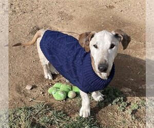 Dachshund Dogs for adoption in Hesperia, CA, USA