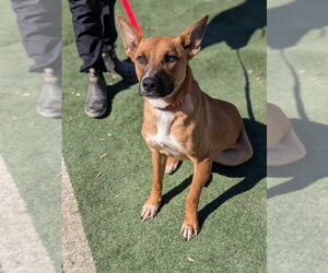 Labrador Retriever-Unknown Mix Dogs for adoption in garner, NC, USA