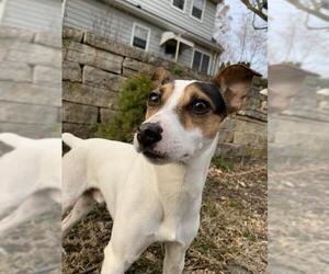 Jack-Rat Terrier Dogs for adoption in Cedar Rapids, IA, USA