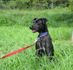 Medium Photo #1 Rat Terrier-Unknown Mix Puppy For Sale in Morton Grove, IL, USA