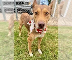 Australian Kelpie Dogs for adoption in Tulsa, OK, USA