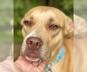 Labrador Retriever-Unknown Mix Dogs for adoption in Jefferson, NJ, USA