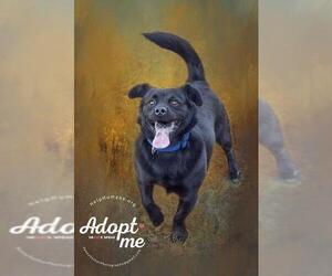 Puggle Dogs for adoption in Belton, MO, USA