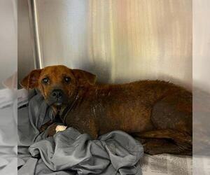 Labrador Retriever-Unknown Mix Dogs for adoption in San Antonio, TX, USA
