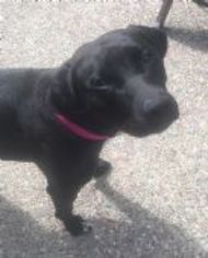 Labrador Retriever-Unknown Mix Dogs for adoption in Napa, CA, USA