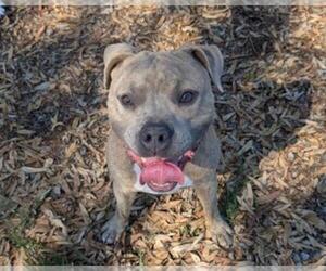 American Pit Bull Terrier Dogs for adoption in Martinez, CA, USA