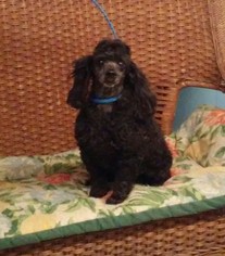 Poodle (Toy) Dogs for adoption in Tulsa, OK, USA