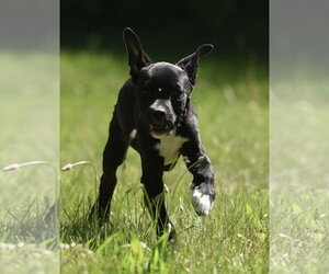 Shepradors Dogs for adoption in Mechanicsburg, PA, USA