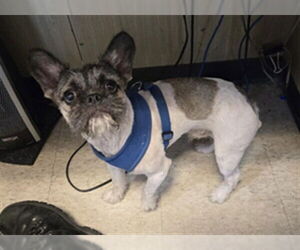 French Bulldog-Unknown Mix Dogs for adoption in Plano, TX, USA