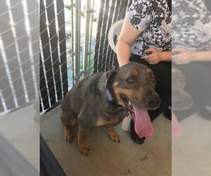 Catahoula Leopard Dog Dogs for adoption in Sonora, CA, USA