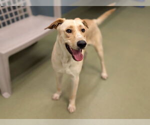 Labrador Retriever-Unknown Mix Dogs for adoption in Moreno Valley, CA, USA