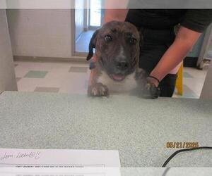Dachshund-Unknown Mix Dogs for adoption in Oklahoma City, OK, USA