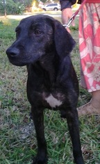 Medium Photo #1 Plott Hound Puppy For Sale in Palm Harbor, FL, USA