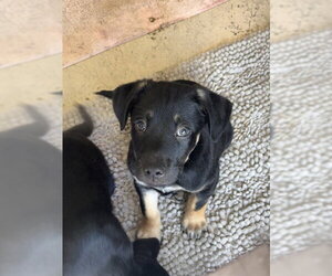 Labrador Retriever-Unknown Mix Dogs for adoption in Center Township, PA, USA