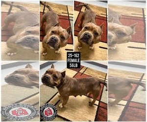 American Pit Bull Terrier-Bulldog Mix Dogs for adoption in Georgetown, KY, USA