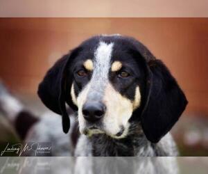 Bluetick Coonhound Dogs for adoption in Pryor, OK, USA