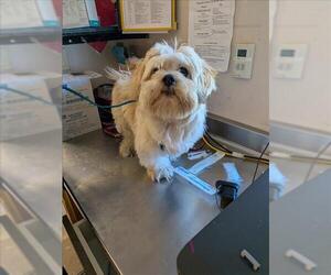 Lhasa Apso Dogs for adoption in Sacramento, CA, USA