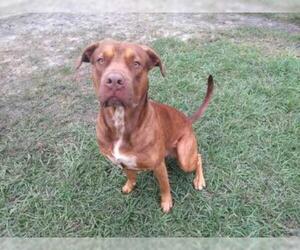 Dogue de Bordeaux Dogs for adoption in Gainesville, FL, USA