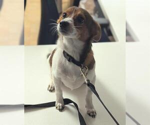 Rat Terrier Dogs for adoption in Fort Lauderdale, FL, USA